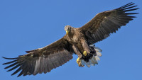 orel eagle-1753002 1280